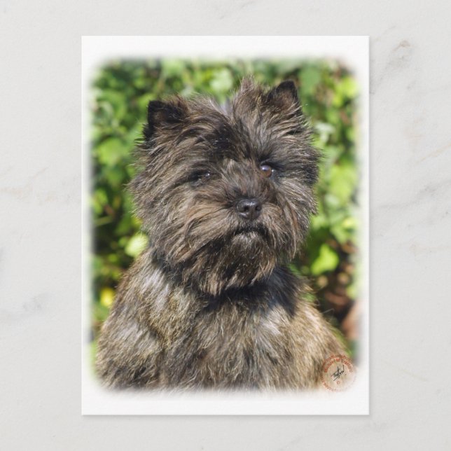 Cartão Postal Cairn Terrier 9W048D-142_2 (Frente)