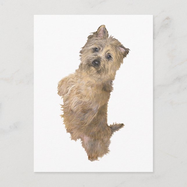 Cartão Postal Cairn Terrier em Pé (Frente)