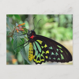 Cartão Postal Cairns Birdwing Butterfly Photo Postcard