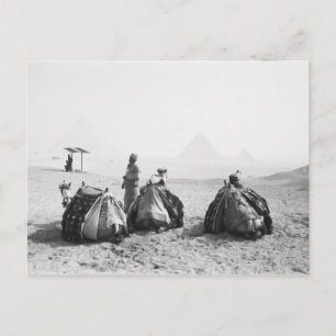 Cartão Postal Cairo Egito, Cavaleiros de Camelo Pirâmides de Giz