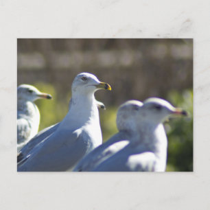 Cartão Postal Caivota em um trilho