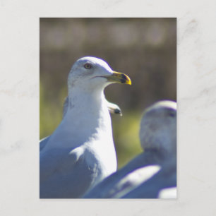 Cartão Postal Caivota em um trilho