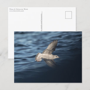 Cartão Postal Caivota em Voo