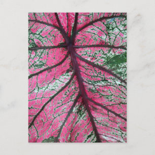 Cartão Postal Caladium Red e Green deixam foto floral