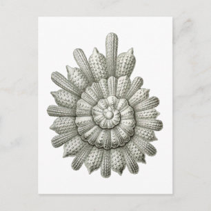 Cartão Postal Calcarina clavigera Ernst Haeckel Arte Fino