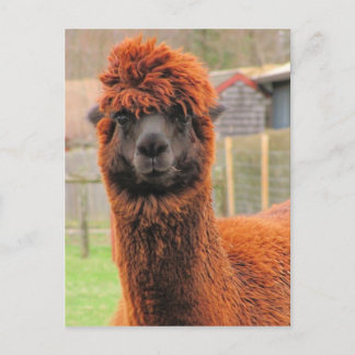 Cartão Postal Calendário Alpaca curioso ~ postcard