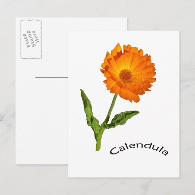 Cartão postal - Calendula (Frente/Verso)