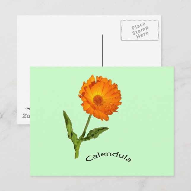 Cartão postal - Calendula com Etiqueta (Frente/Verso)