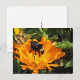 Cartão postal - Calendula e Abelha