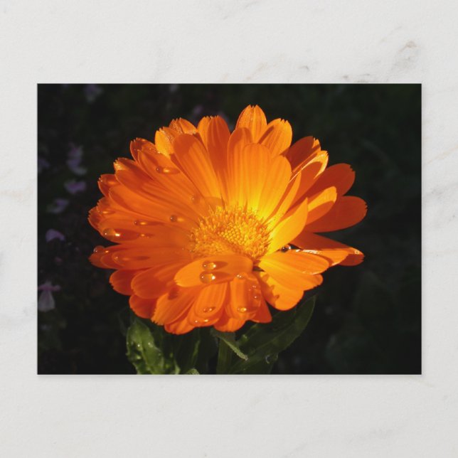 Cartão Postal Calendula officinalis (Frente)