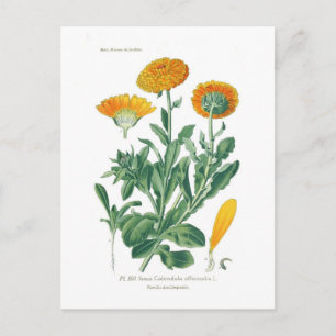 Cartão Postal Calendula officinalis (Pote marigold)