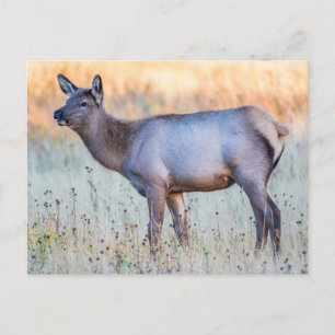 Cartão Postal Calf Elk   Madison Junction, Wyoming