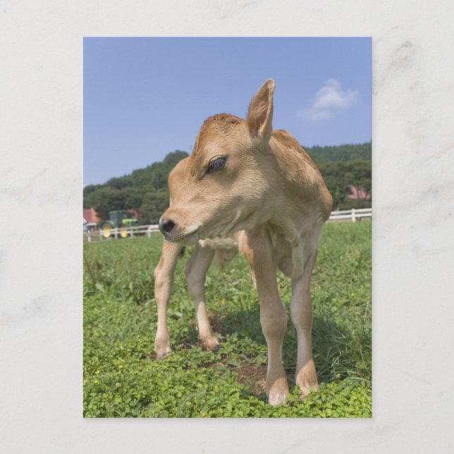 Cartão Postal Calf em pé (Frente)