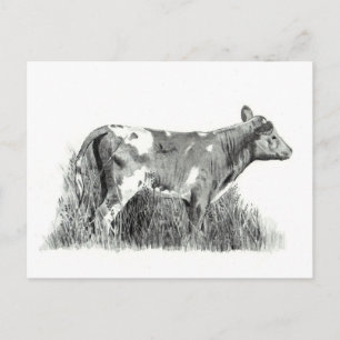 CARTÃO POSTAL CALF IN PENCIL