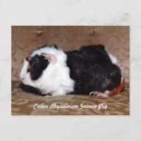 Calico Abyssinian Guiné Pig