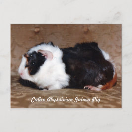 Cartão Postal Calico Abyssinian Guiné Pig