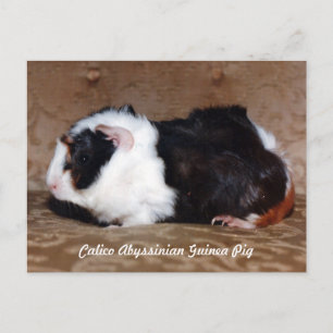 Cartão Postal Calico Abyssinian Guiné Pig