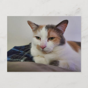 Cartão Postal Calico Cat