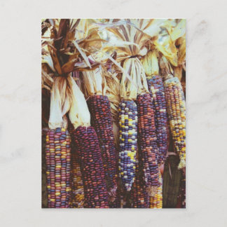 Cartão Postal Calico Corn