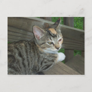Cartão Postal Calico Kitten, 1