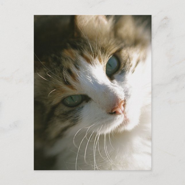 Cartão Postal Calico Tiger Cat (Frente)