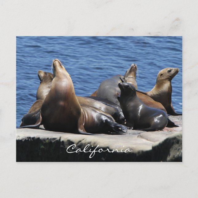 Cartão Postal Califórnia (Frente)