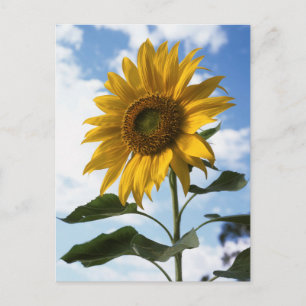 Cartão Postal Califórnia, A Mammoth Sunflower (Helianthus) 4