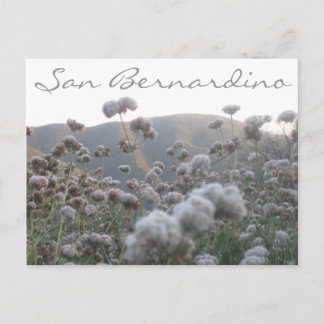 Cartão Postal California Bucktrigo
