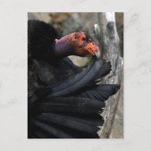 Cartão Postal California Condor Pretende Cuidadosamente Penas Ne
