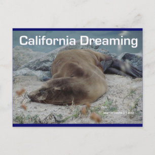 Cartão Postal California Dreaming (Sea Lion) - Cartão-postal