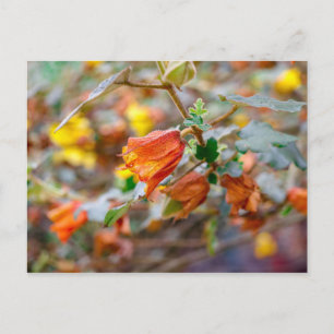 Cartão Postal California Flannel Bush