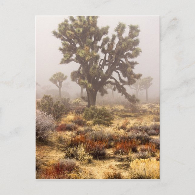 Cartão Postal Califórnia: Monumento Nacional Joshua Tree, (Frente)