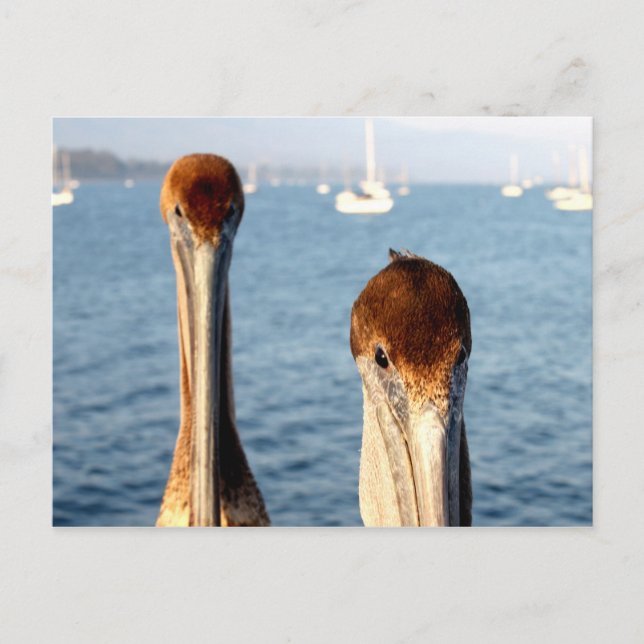 Cartão Postal Califórnia Pelicanos (Frente)