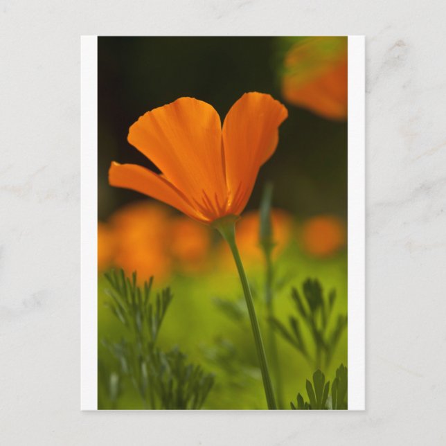 Cartão Postal California Poppie (Frente)