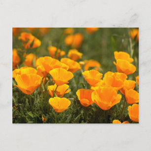 Cartão Postal California Poppies, Montana de Oro State Park