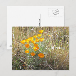 Cartão postal - California Poppy