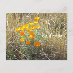 Cartão postal - California Poppy