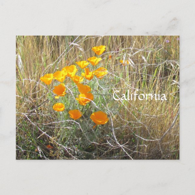 Cartão postal - California Poppy (Frente)