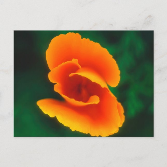 Cartão Postal California Poppy (Frente)