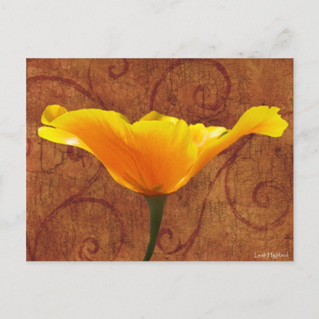 Cartão Postal California Poppy (Frente)