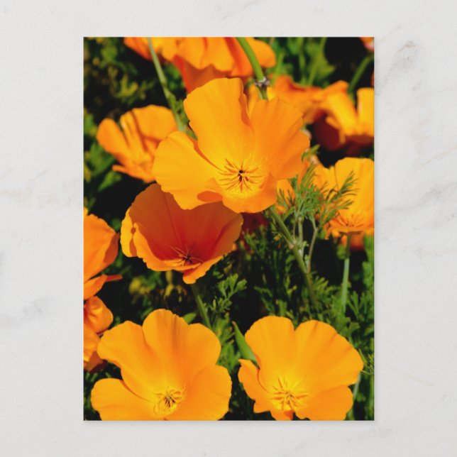 Cartão Postal "California Poppy" (Frente)