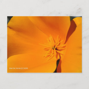 Cartão Postal California Poppy