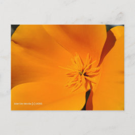Cartão Postal California Poppy