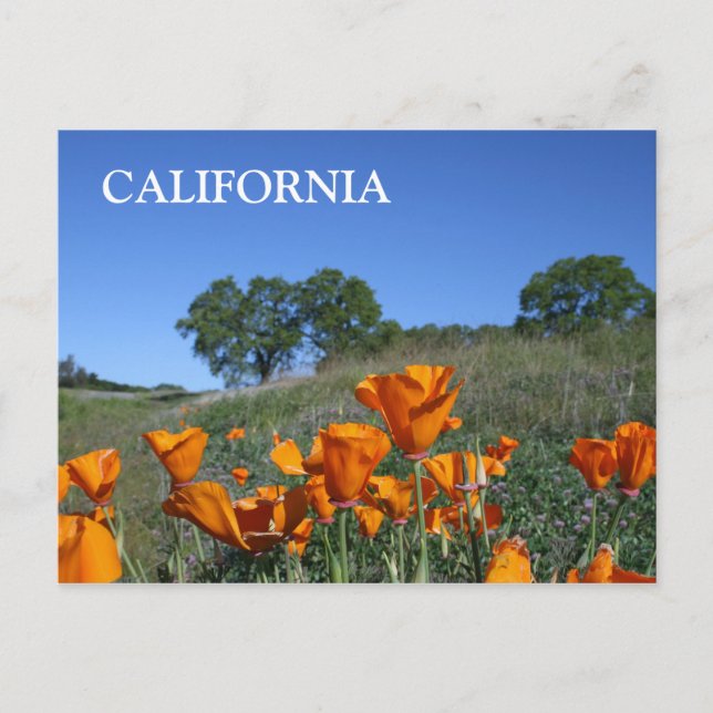 Cartão Postal California Poppy, Cartão-postal (Frente)