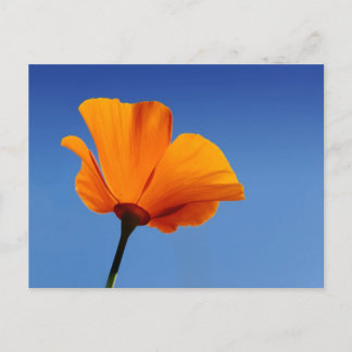 Cartão Postal California Poppy Contra o Céu Azul
