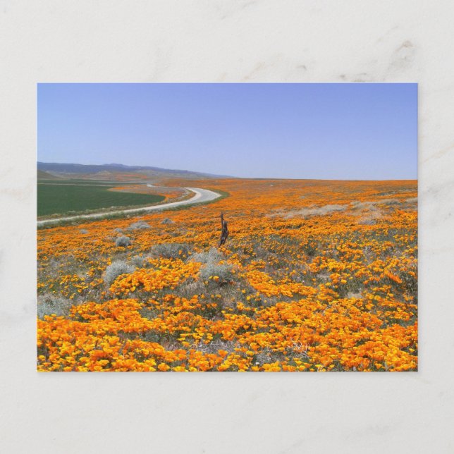 Cartão Postal California Poppy Field (Frente)