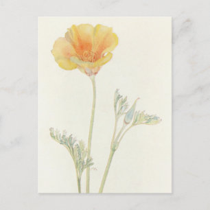 Cartão Postal California Poppy por Margaret Armstrong