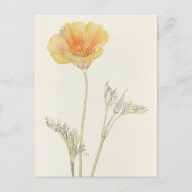 Cartão Postal California Poppy por Margaret Armstrong (Frente)