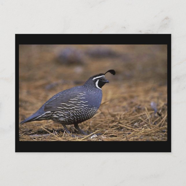 Cartão Postal California Quail (Frente)