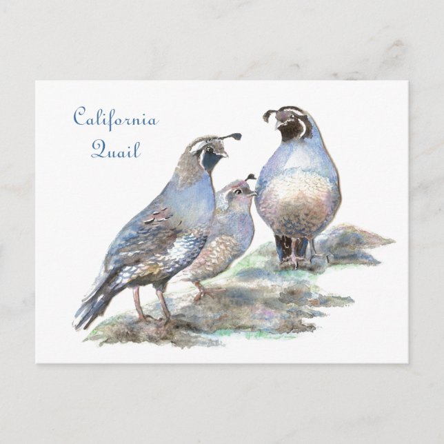 Cartão Postal California Quail, Bird, Nature, Willife (Frente)
